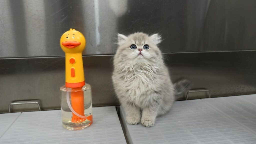 A Persian kitten with fluffy light gray fur stands on a groomers metal table next to a soap dispenser shaped like a orange plastic duck