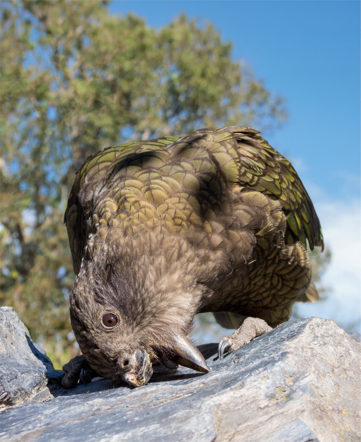 A dark gray parrot rests its head on a rock. The top of parrot's beak is partially missing.