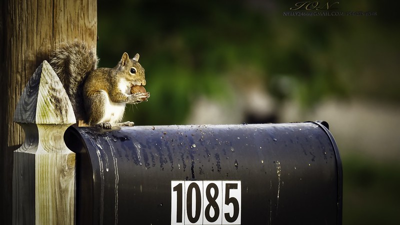 A squirrel stands on top of a mailbox holding a walnut.