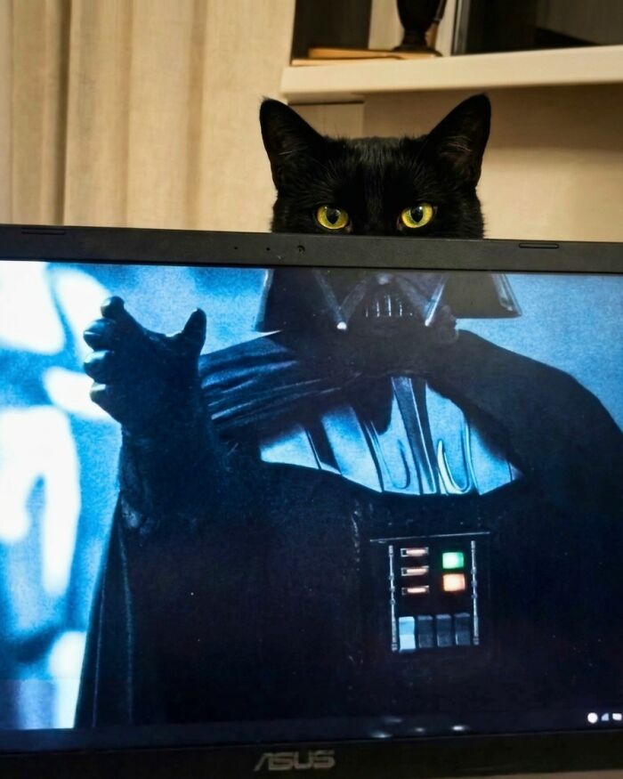 A cat stands behind a television screen displaying a picture of Darth vader. The top of the cat's head appears to blend in seamlessly with the image of Darth Vader.