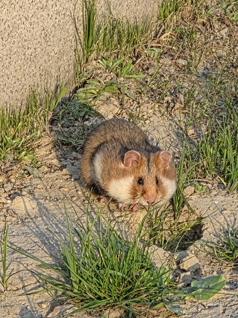 A hamster sits on the ground near a burrow hole