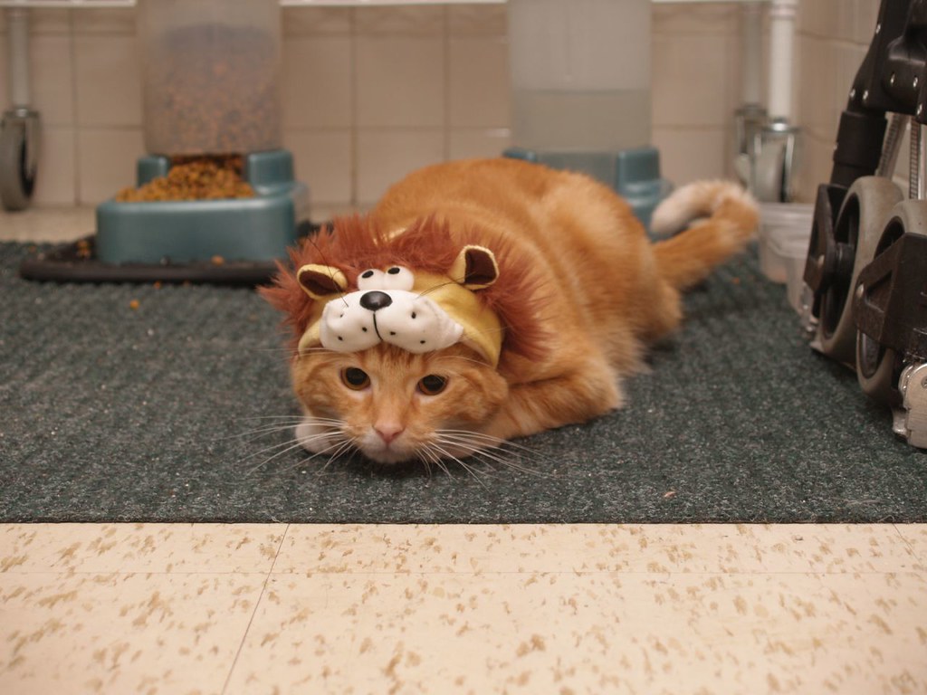 And orange cat crouches down on the floor, wearing a hat that looks like a cartoon lion's face and mane