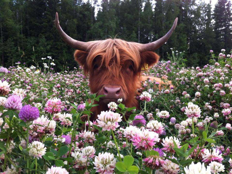 A brown Bull with long horns sits in a field of beautiful flowers