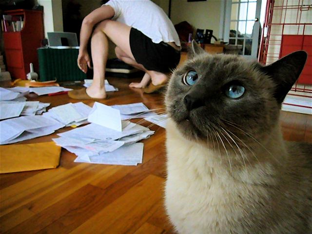 A Siamese cat with light cream fur and a dark gray face looks away while a man in the background shuffles through a pile of papers strewn across the floor