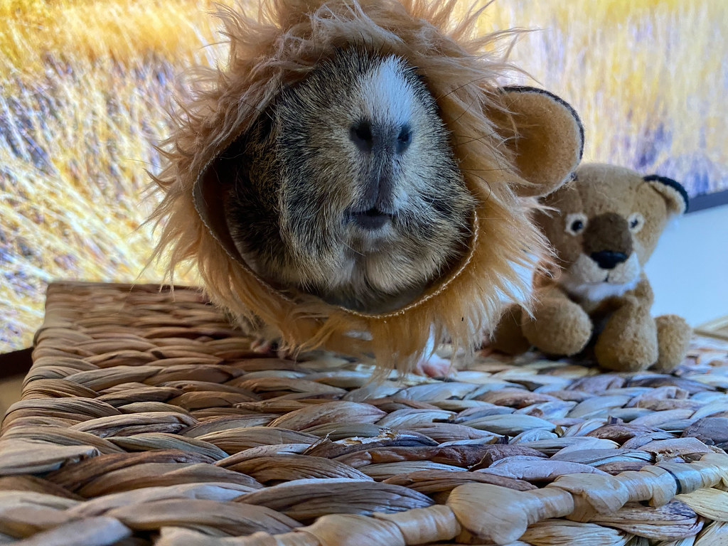 a guinea pig wearing a lion costume stands on a wicker platform next to a small stuffed lion cub toy.
