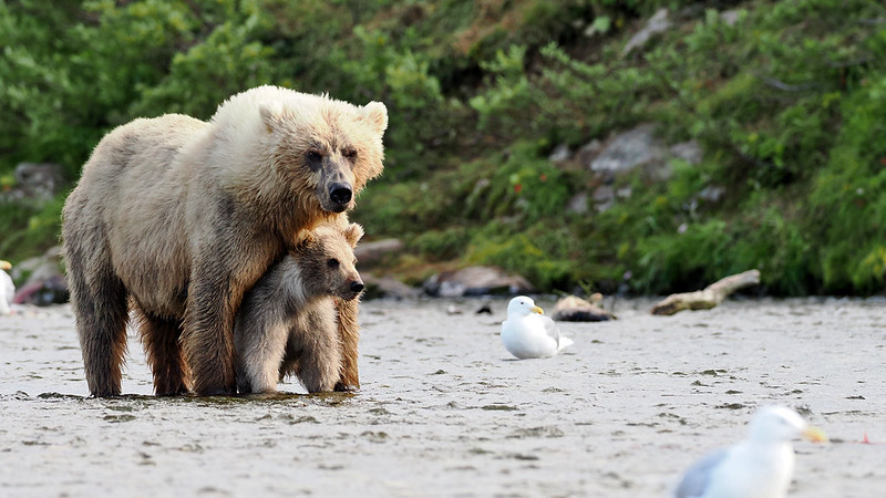 On a pebble beach, a large bear stands sheltering her cub underneath her. Two seagulls sit nearby.