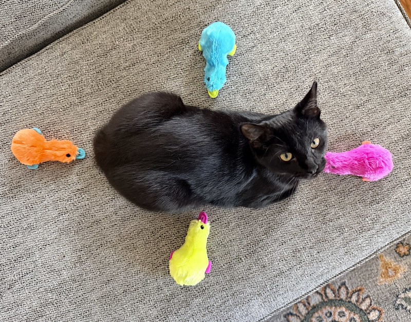 A black cat, photographed from overhead, looks up at you. On all four sides there are stuffed platypuses, each a different color.