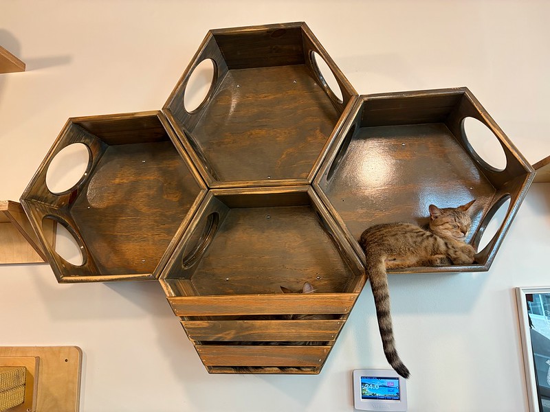 a wooden structure, comprising of four hexagonal shapes with access holes, is attached to a wall. a cat rests inside one of the shapes and a second cat is partially hidden inside another.
