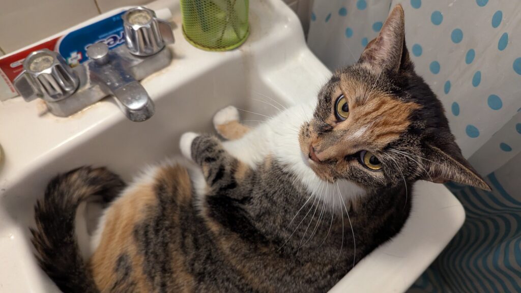 A cat lounges inside a bathroom sink and looks up at you