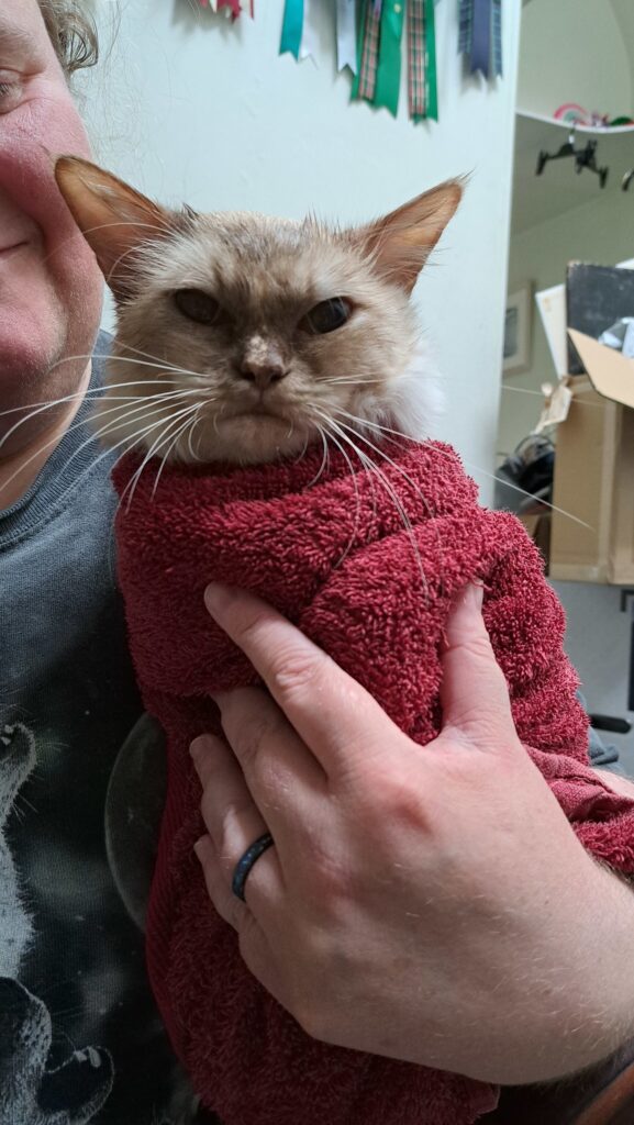 A wet cat wrapped up in a towel looks very angry