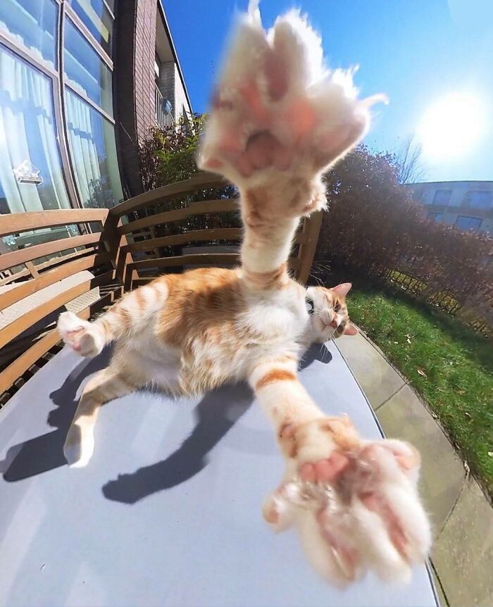 A cat reaches out its arms