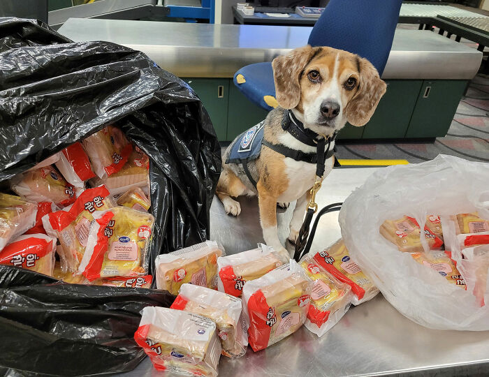 A beagle sits behind a display of confiscated packaged sandwiches