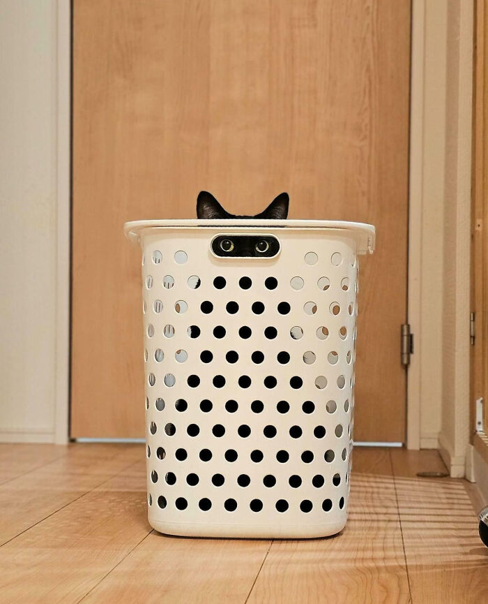 A cat sits inside a plastic laundry basket, peeking through the holes