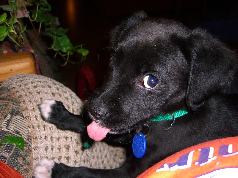 A black Labrador puppy sticks her tongue out and looks sideways at something.
