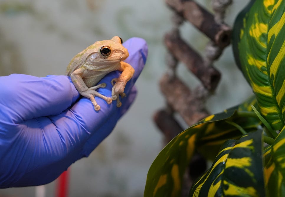 A tree frog sits in a gloved human hand.