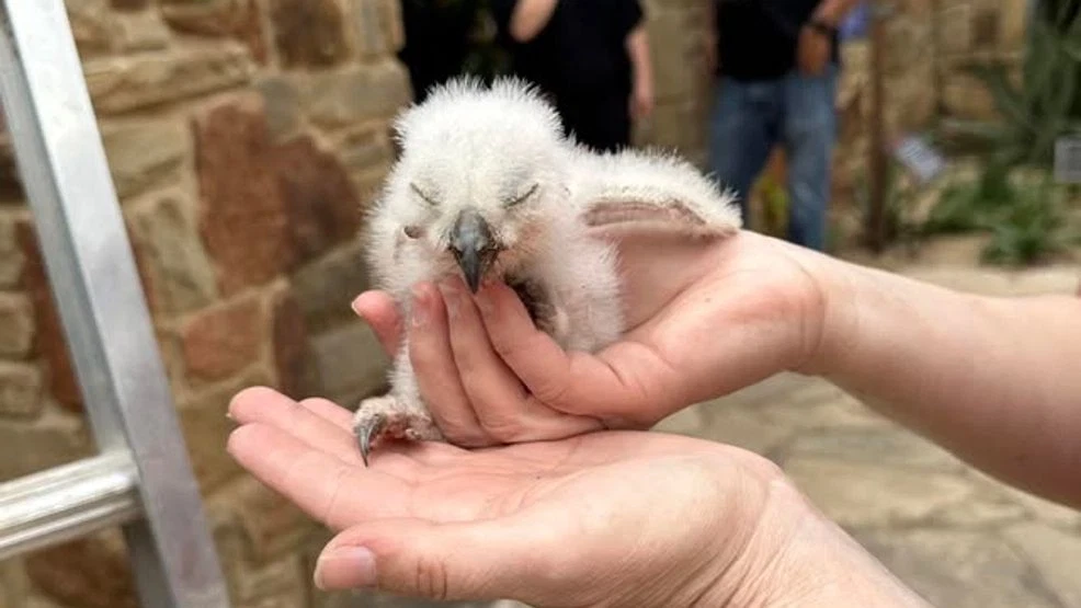A pair of hands holds up a small white baby owl