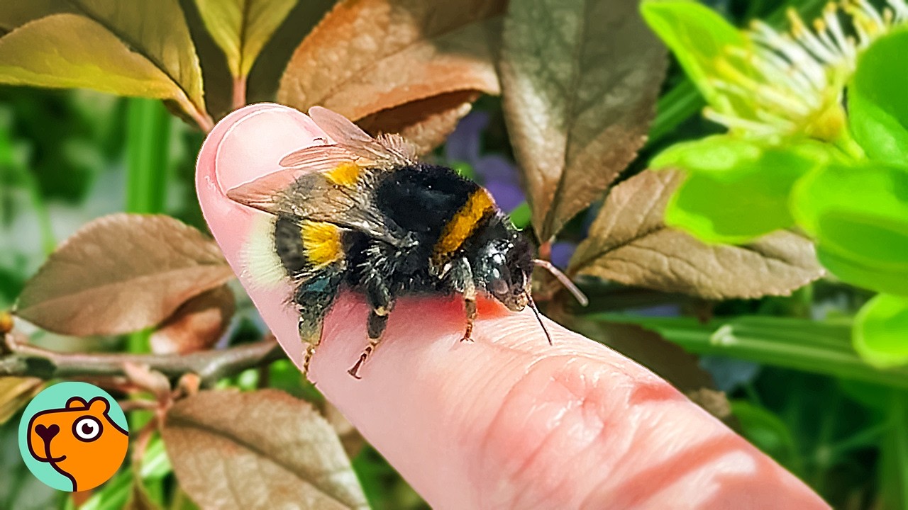 Close up of a bumblebee resting on a woman's finger.