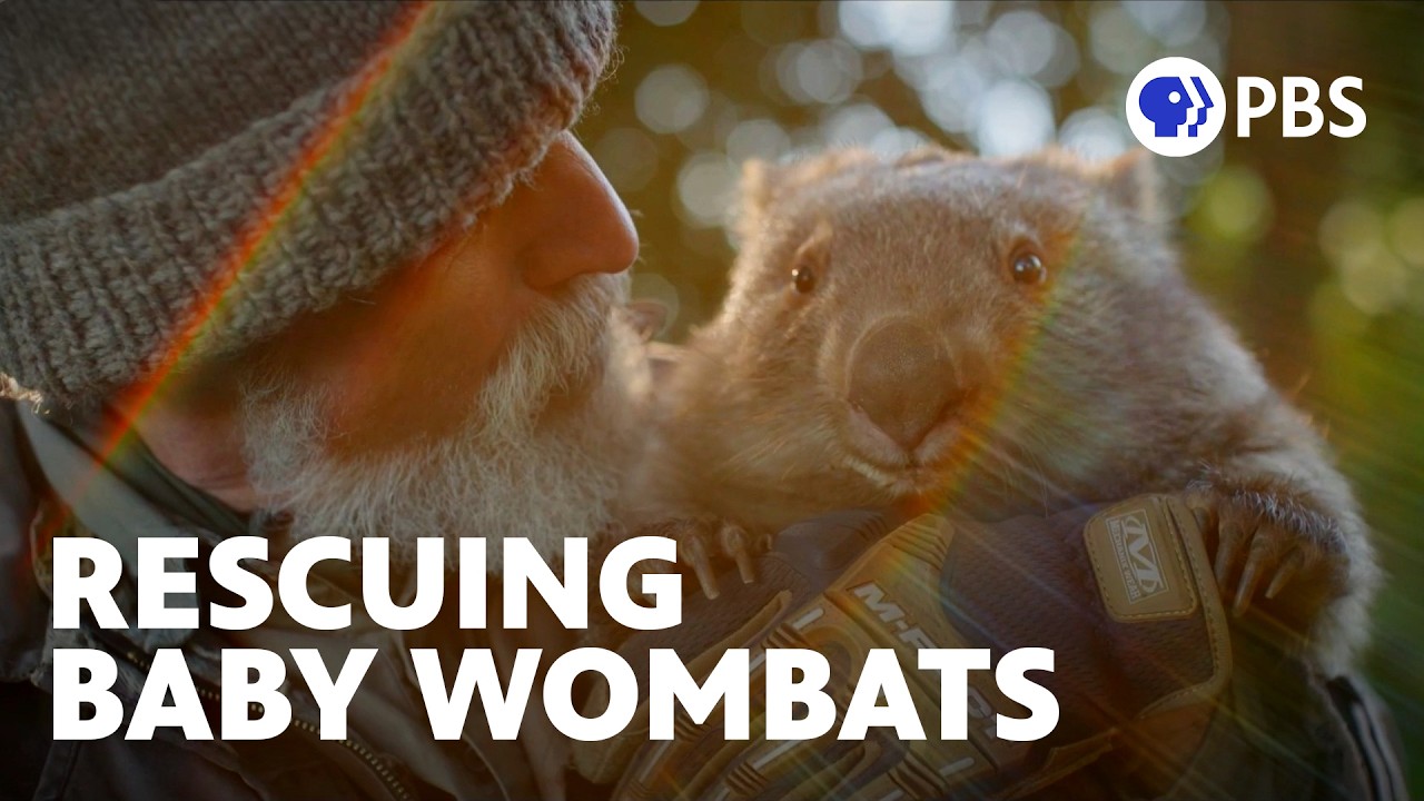 Close up of a bearded man wearing a gray knit cap holding a wombat close to his face. A title on the image reads "rescuing baby wombats"