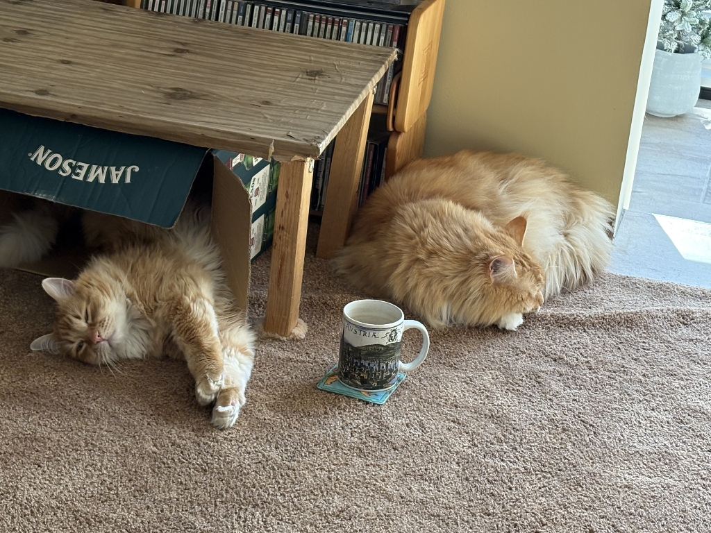 Two cats with fluffy orange fur lie on a beige carpet. One of the cats is half inside an empty box under a table with the word "Jameson" printed on it, while the other is curled up next to the table. There is an empty mug between them.