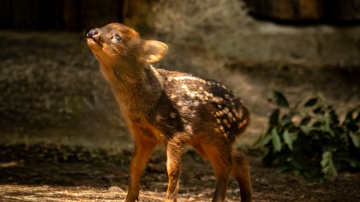 A pudu fawn