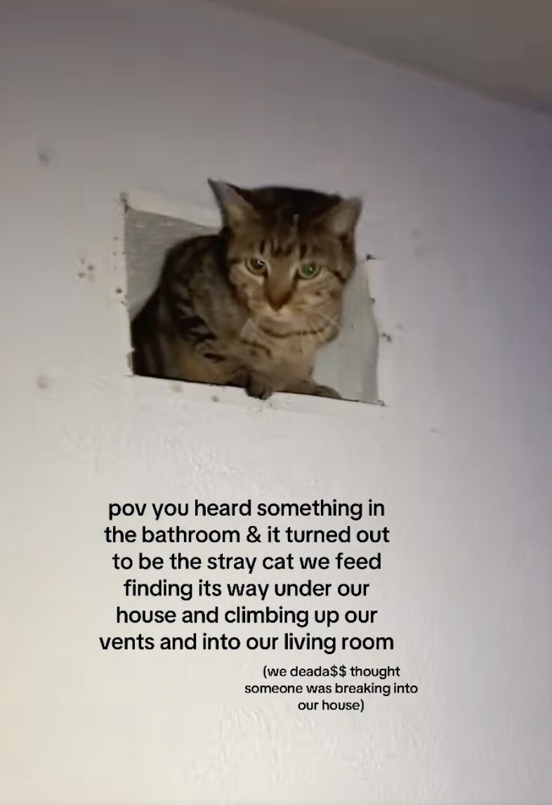 A cat peeks through a rectangular hole in a wall