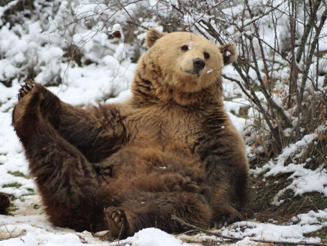 A brown bear sits on snowy ground and lifts up one foot with its front paw