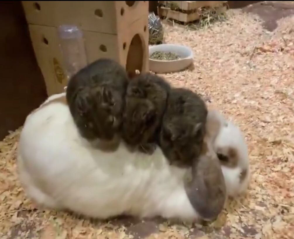 Three dark gray chinchillas sit on the back of a white rabbit