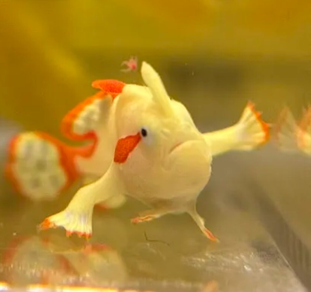 A small white and orange fish with extended fins that look like arms