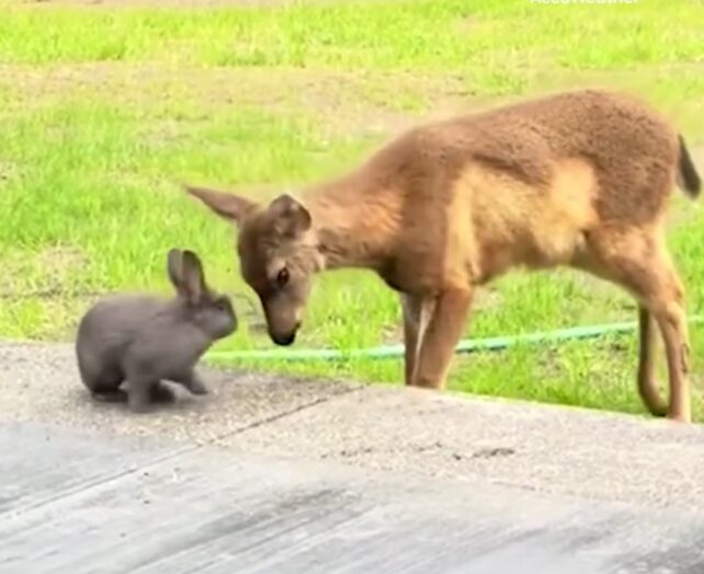 A rabbit and a deer look at each other in an open field
