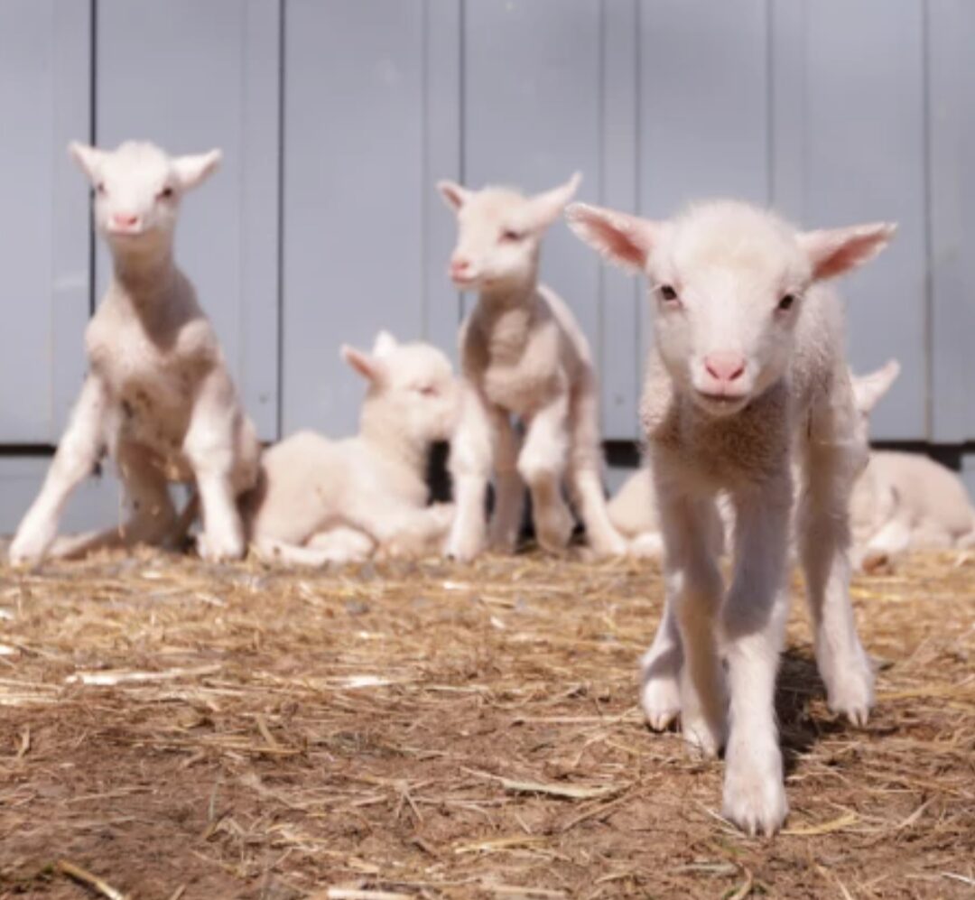 Baby sheep sit in a group 