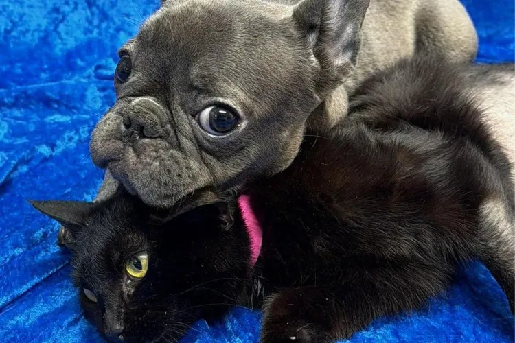 A French Bulldog and a black cat lie together on a blue blanket. The dog rests its head on the cat's head.