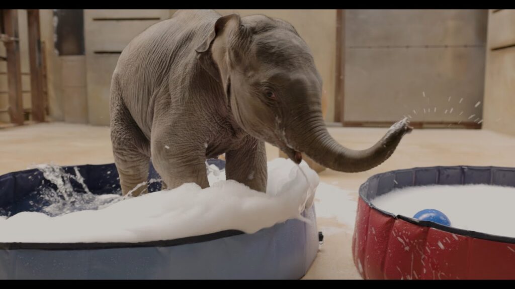Inside a zoo enclosure, a baby elephant splashes in a small wading pool full of sudsy water. To the right there is a second pool of sudsy water.