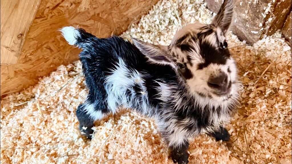 A baby goat, photographed from above, looks up at you from a bed of wood shavings.