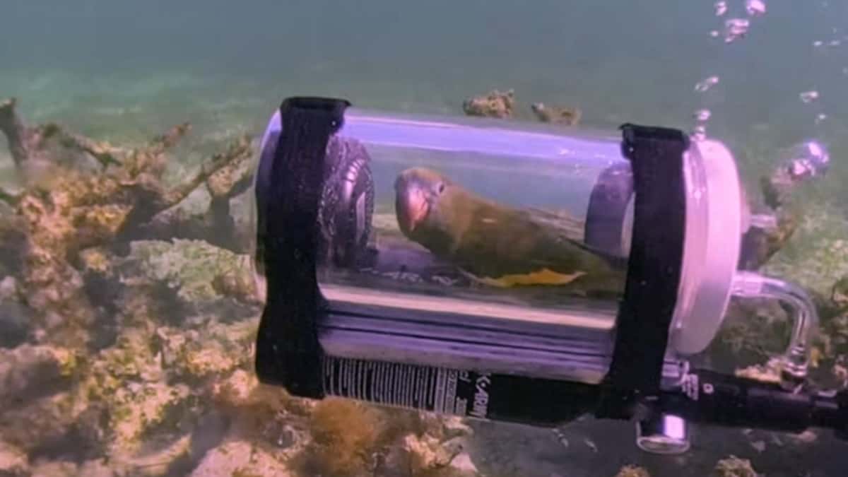 A parrot sits in a custom built submersible device consisting of a clear plastic tube.