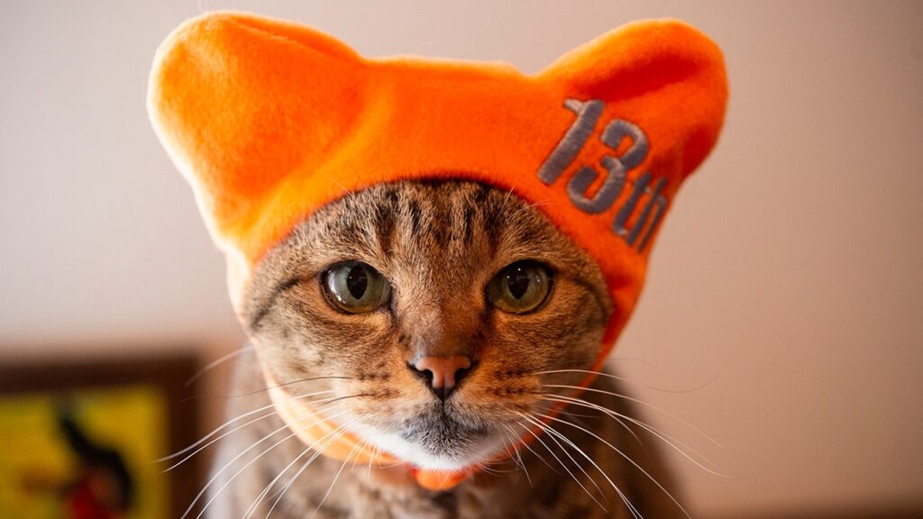 Hana, a cat, wears an orange hat with "13th" embroidered on one side