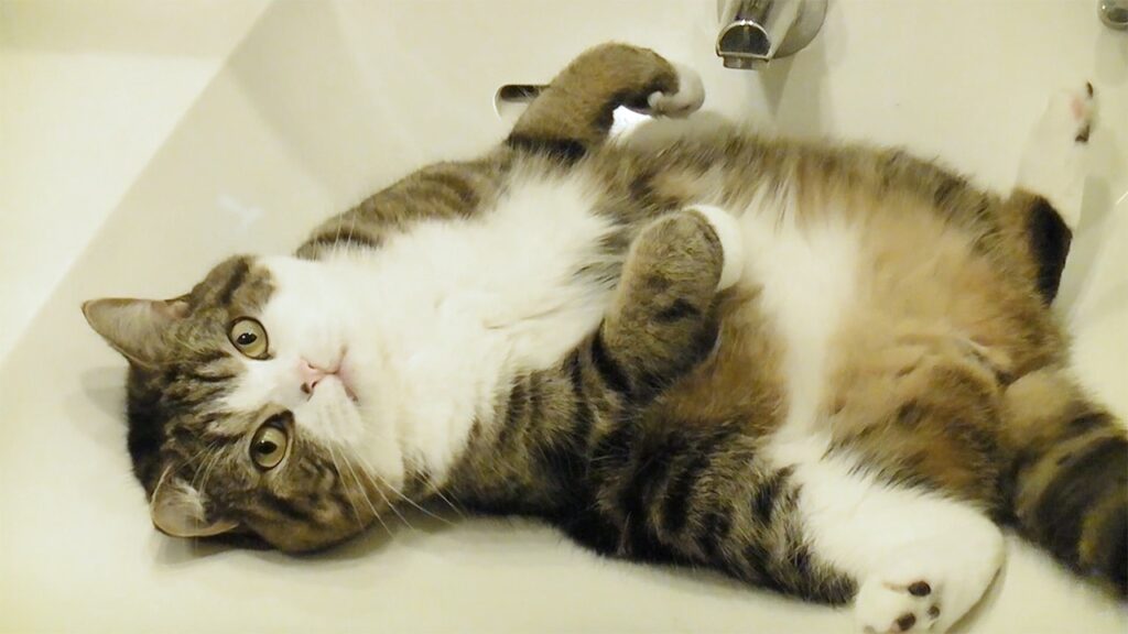 Maru, a Scottish fold cat, lies on his back in a bathtub