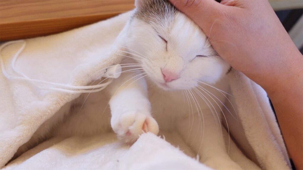 A cat with white fur reaches out with her paws from inside a cloth pocket, while a human hand strokes the top of her head.