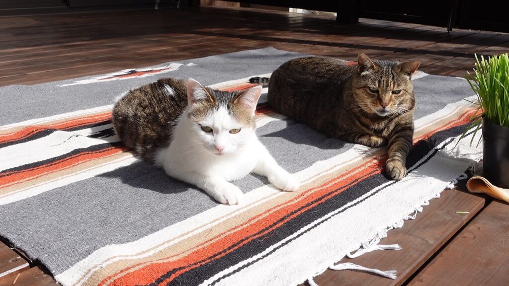 Two cats lie on a blanket on an outdoor deck