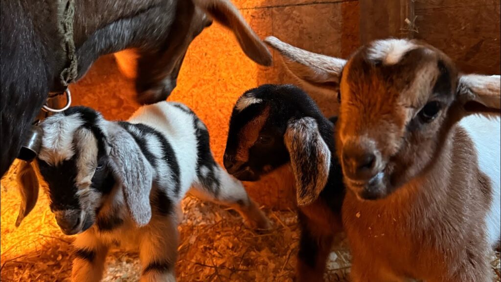 Three baby goats stand together with their mother in a pen area
