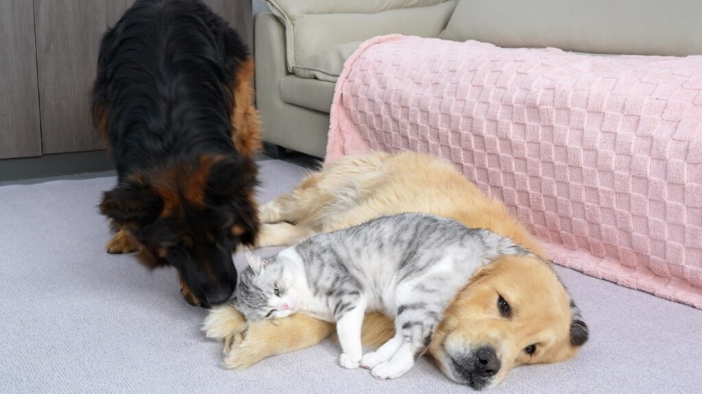 A golden retriever dog lies on a rug, with a cat resting on its head. To the left, a German shepherd dog sniffs the cat