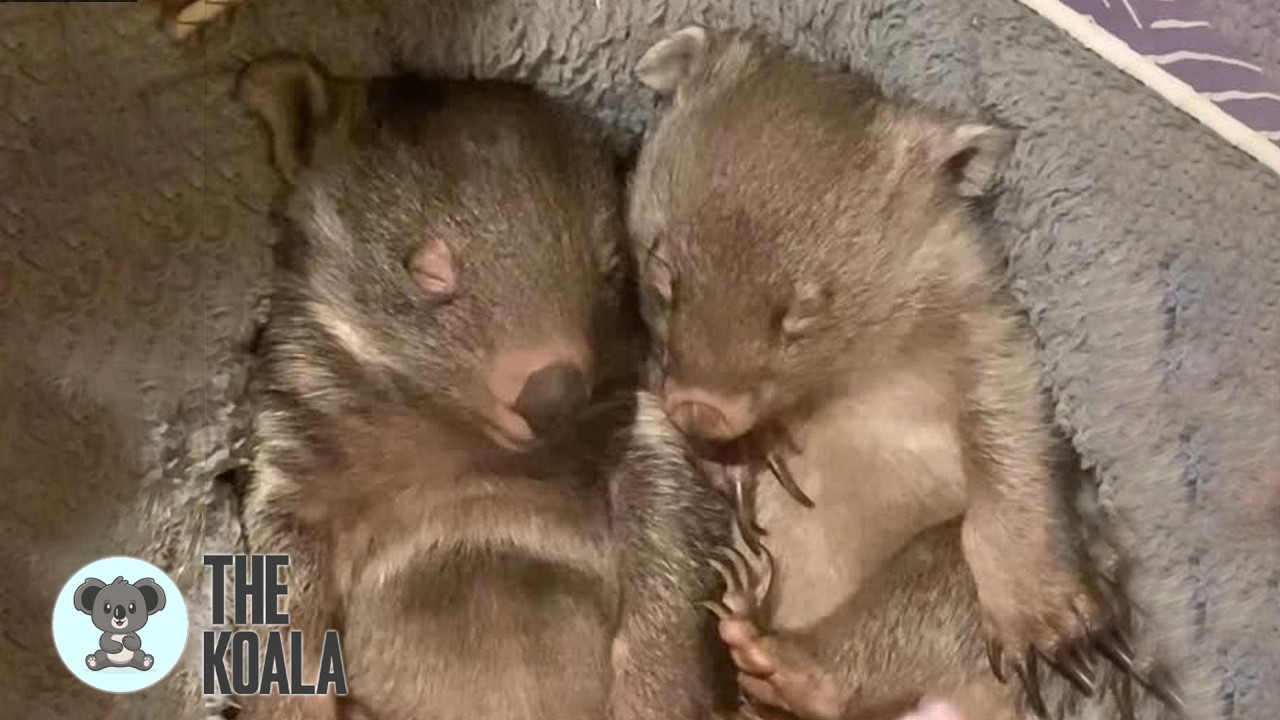 Two baby wombats sleep side by side on their backs