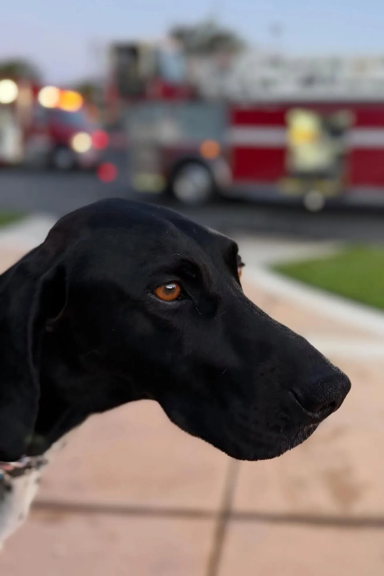 The face of a large black dog. In the background, several fire trucks.