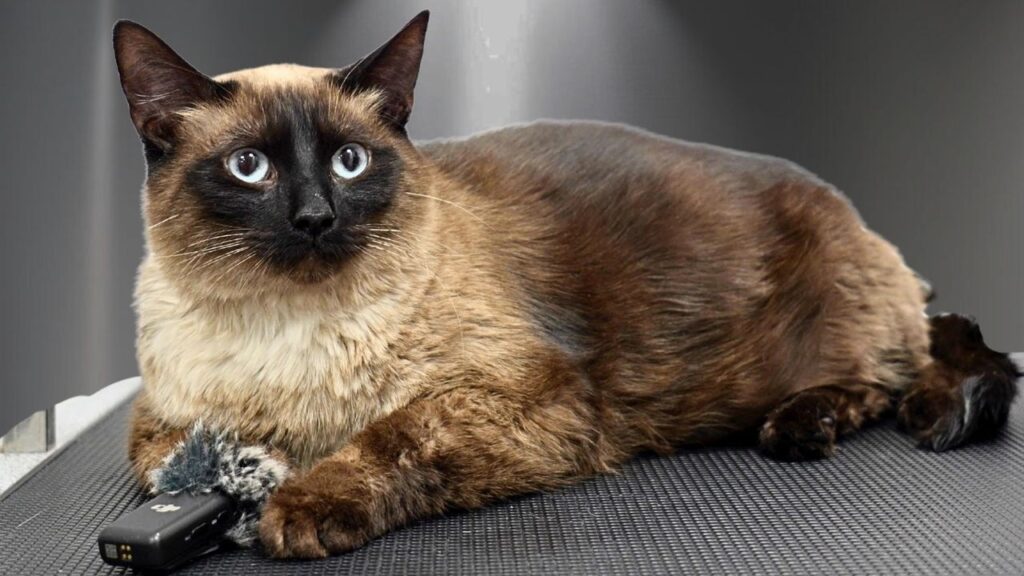 A cat with light to dark brown fur and a dark black face with lines on a metal table