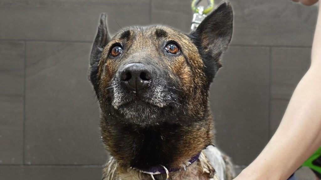 Close up of the face of a Belgian malinois dog staring straight ahead