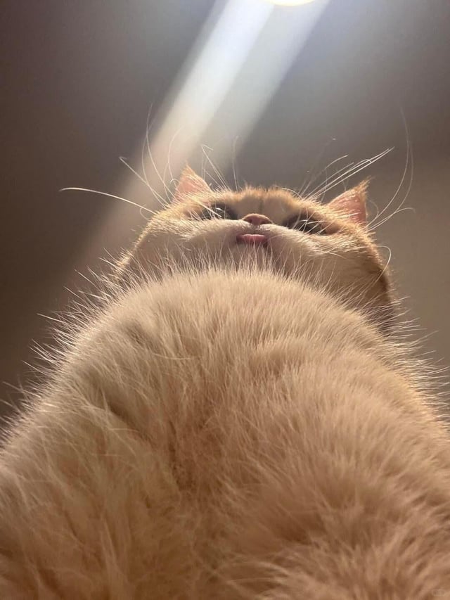 An orange cat photographed from below so that it looks large and ominous. The cat's tongue is poking out just a little bit.