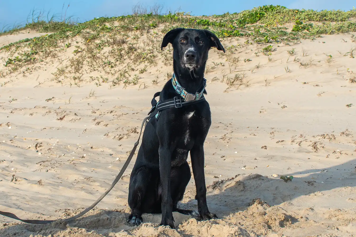 Black dog sits on a beach 