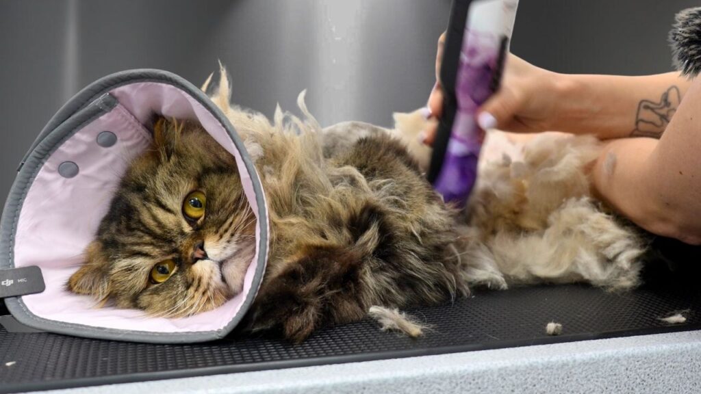 A cat wearing a protective cone over its head lies on its side while a pair of human hands shaves it with a clippers.