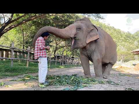 An elephant drapes her trunk over the head and shoulder of a human who is feeding bananas to her.
