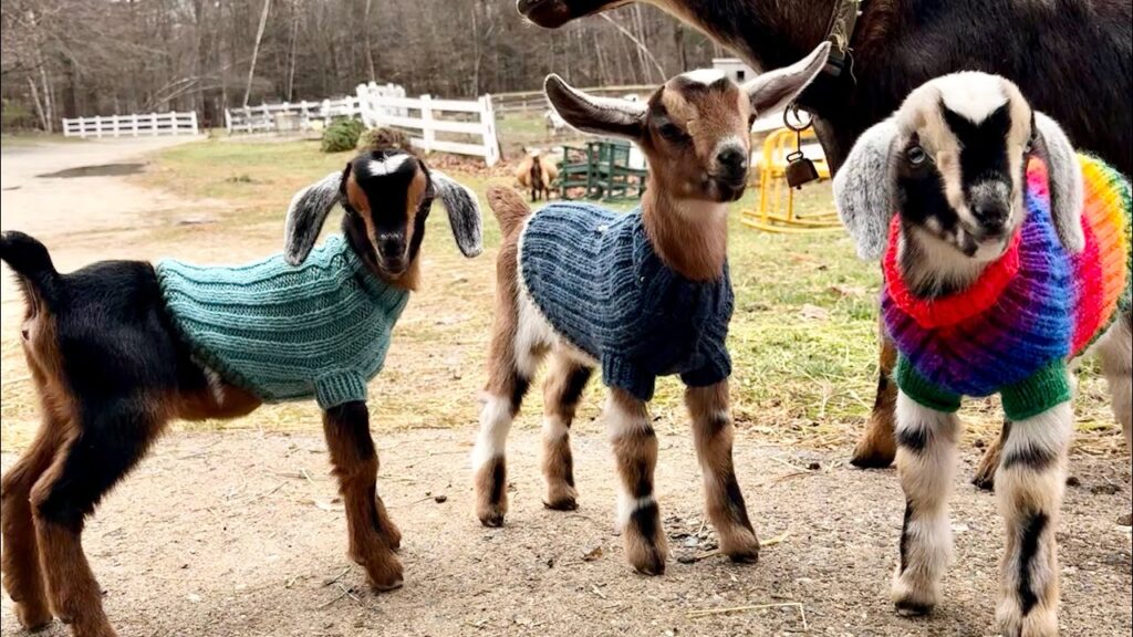 three baby goats wearing sweaters stand on a gravel driveway.