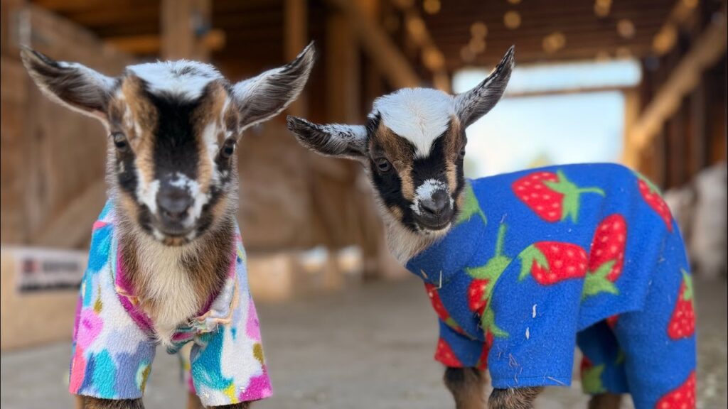 Two baby goats wearing colorful one-piece pyjamas.